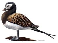 Image of: Clangula hyemalis (long-tailed duck)