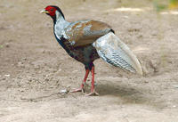 Image of: Lophura nycthemera (silver pheasant)