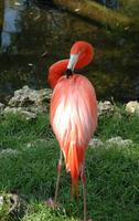 Image of: Phoenicopterus ruber (greater flamingo)