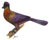 Image of: Tauraco porphyreolophus (purple-crested turaco)
