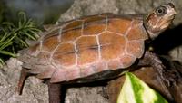 Image of: Geoemyda spengleri (black-breasted leaf turtle)