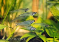 Kryptopterus bicirrhis - Ghostfish