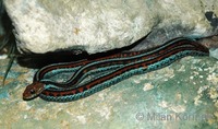 Thamnophis sirtalis tetrataenia - San Francisco garter snake