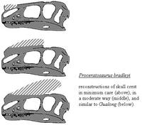 Proceratosaurus bradleyi