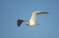Thayer's Gull (Larus thayeri) photo