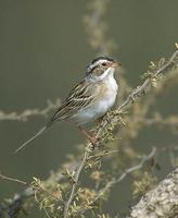 Clay-colored Sparrow (Spizella pallida) photo