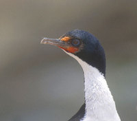 Chatham Shag (Phalacrocorax onslowi) photo
