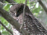 Powerful Owl - Ninox strenua