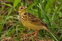 Yellowish Pipit - Anthus lutescens