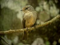 Ashy Flycatcher (Askflugsnappare) - Muscicapa caerulescens
