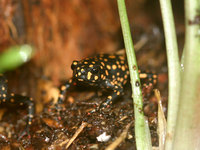 : Melanophryniscus stelzneri; Bumble Bee Toad