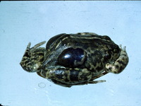 : Pleurodema bufoninum; Gray Four-eyed Frog