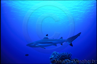 : Carcharhinus melanopterus; Blacktip Reef Shark