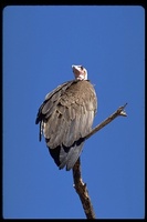 : Necrosyrtes monachus pileatus; Hooded Vulture