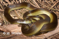 : Apodora papuana; Papuan Olive Python