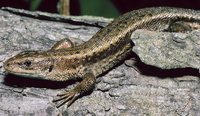 : Lacerta vivipara; Common Lizard