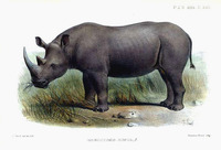 Joseph Smit Rhinocerous simus