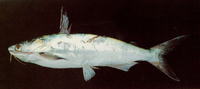 Bagre panamensis, Chilhuil sea catfish: fisheries