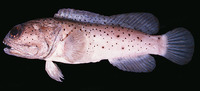 Opistognathus papuensis, Papuan jawfish: