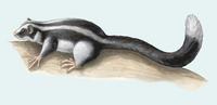 Image of: Dactylopsila trivirgata (striped possum)