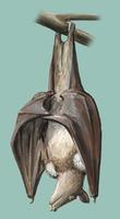 Image of: Epomops franqueti (Franquet's epauletted bat)