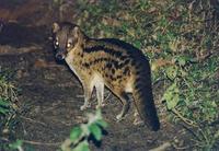 Image of: Fossa fossana (Malagasy civet)