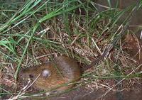 Image of: Zapus hudsonius (meadow jumping mouse)
