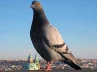 Columba livia f. domestica - Domestic pigeon