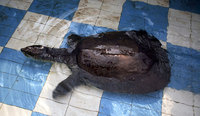 Yangtze giant soft-shell turtle (Rafetus swinhoei)