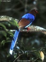 Sri Lanka Blue Magpie - Urocissa ornata