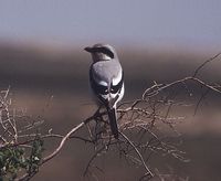 Great Grey Shrike - Lanius excubitor