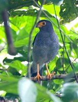 Plumbeous Forest-Falcon - Micrastur plumbeus