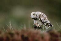 Short-eared Owl (Asio flammeus) photo
