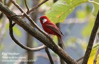 Red Warbler - Ergaticus ruber