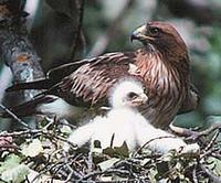 Booted eagle with chick (Aquila pennata)