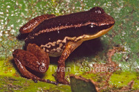 : Allobates talamancae; Striped Rocket Frog