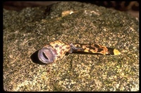 : Ascaphus truei; Tailed Frog, Tadpole