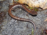 : Batrachoseps regius; Kings River Slender Salamander