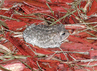 : Bufo terrestris; Southern Toad