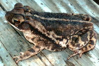 : Bufo valliceps; Gulf Coast Toad
