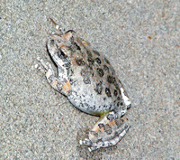 : Pseudacris cadaverina; California Treefrog