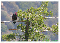 : Gymnogyps californianus; California Condor