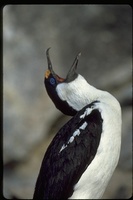 : Phalacrocorax bransfieldensis; Antarctic Blue Eyed Cormorant