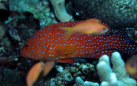 : Cephalopholis miniata; Coral Grouper