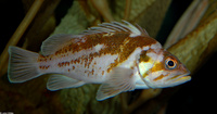 : Sebastes caurinus; Copper Rockfish