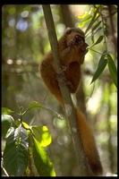 : Hapalemur aureus; Golden Bamboo Lemur