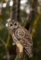: Strix occidentalis; Spotted Owl