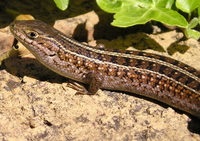 : Trachylepis capensis; Cape Skink