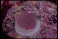 : Acmaea mitra; Whitecap Limpet