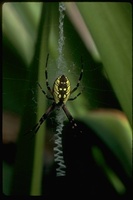 : Argiope aurantia; Golden Garden Spider
